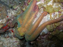 Reef octopus, diving at night, SP 350 OLYMPUS. by Osvaldo Deleon 